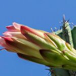 Cereus jamacaru Kvet