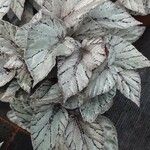 Begonia rex Leaf