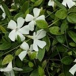 Vinca difformis Hoja
