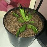 Dionaea muscipula Hostoa