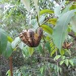 Aristolochia labiata Plod