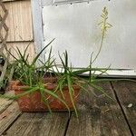 Aloe pendens Leaf