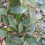 Sarcococca orientalis Folio