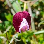 Lathyrus clymenum Fleur