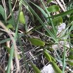 Ophioglossum azoricum Feuille