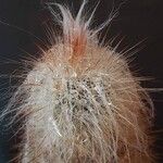 Echinocereus longisetus अन्य