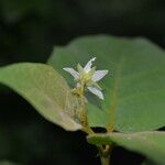 Solanum accrescens Květ