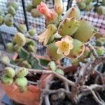 Cotyledon tomentosa Flor