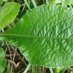 Elephantopus mollis Leaf