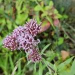 Eupatorium cannabinumFloro