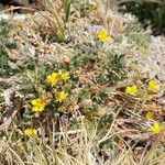 Potentilla pseudosericea Hábito