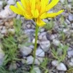 Gelasia hirsuta Flower