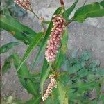 Persicaria maculosa Flower