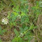 Trifolium vesiculosum Leaf