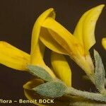 Genista tricuspidata Blüte