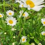 Leucanthemum vulgare Hábito