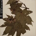 Acer campbellii Kita