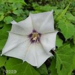Datura discolor Flower