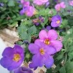 Sutera cordata Fula