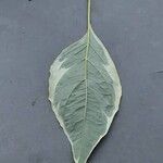 Cornus alba Leaf