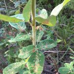 Lespedeza hirta Leaf