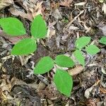 Amphicarpaea bracteata Blad