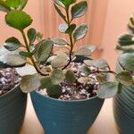 Kalanchoe manginii Лист