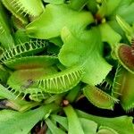 Dionaea muscipula Blad