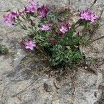 Centaurium littorale Staniste