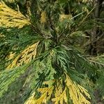 Calocedrus decurrens Leht