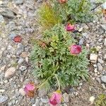 Ranunculus glacialisFlower