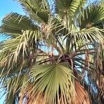 Washingtonia robusta Φύλλο