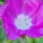 Callirhoe involucrata Flower