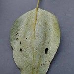 Populus balsamifera 葉