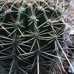 Pachycereus pringlei Leaf