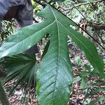 Artocarpus odoratissimus Лист
