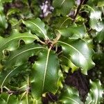 Pittosporum undulatum Leht