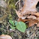 Orthilia secunda Leaf