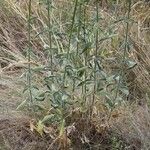 Silene densiflora Leaf