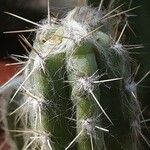 Pilosocereus glaucochrous Leaf