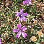 Malva sylvestrisFlower