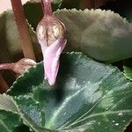 Cyclamen repandum Flower