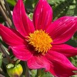 Dahlia pinnata പുഷ്പം