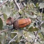 Quercus coccifera Fruit