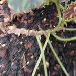 Begonia mazae Bark