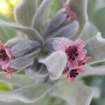 Pardoglossum cheirifolium Flower