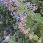 Nepeta grandiflora Hoja