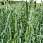 Triticum aestivum Frugt