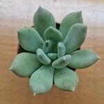 Pachyphytum bracteosum পাতা