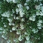 Lobularia maritima Habit